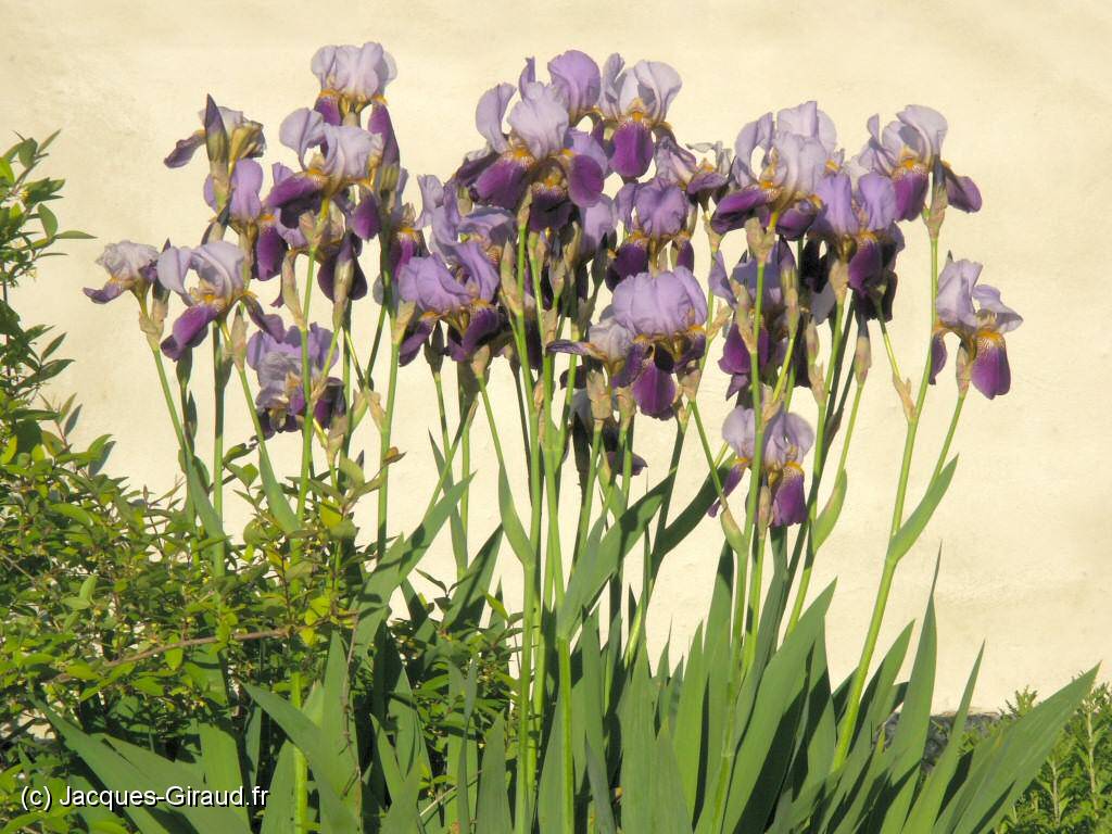 2005-05-11 18-20-09 Mai 200,0mm 1_200_eme F11,0.JPG